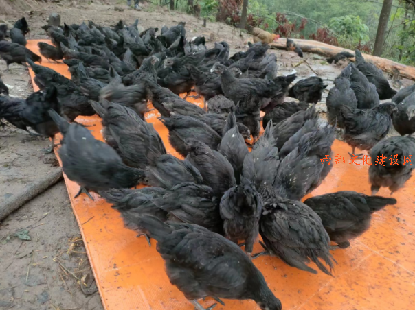 阆中玉台镇将黑凤凰“五黑鸡”打造成特色产业